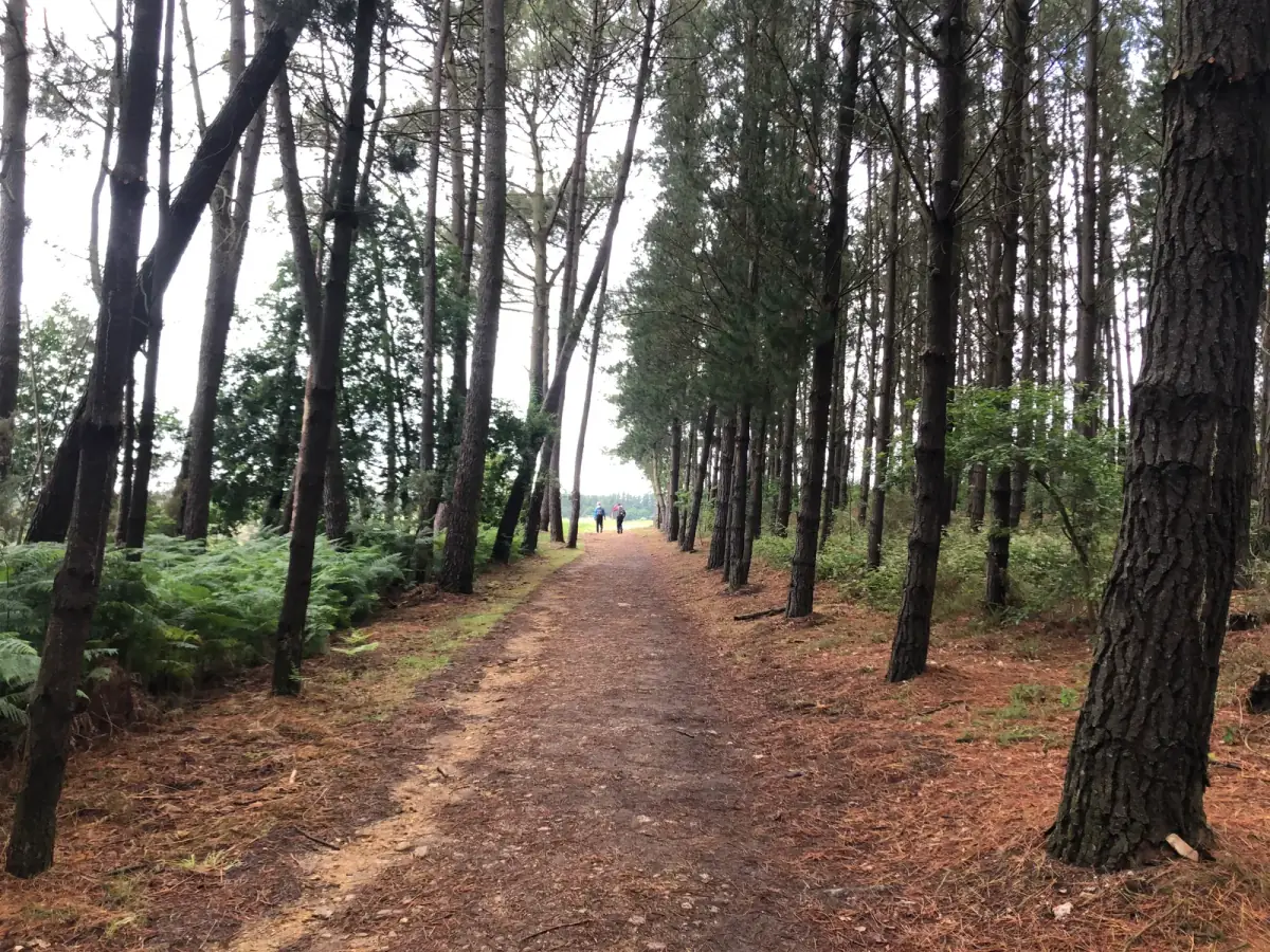 Gerade Waldweg mit Birkenstämmen links und rechts, rötlich-brauner Boden, zwei Pilgerer in der Ferne, grüne Vegetation