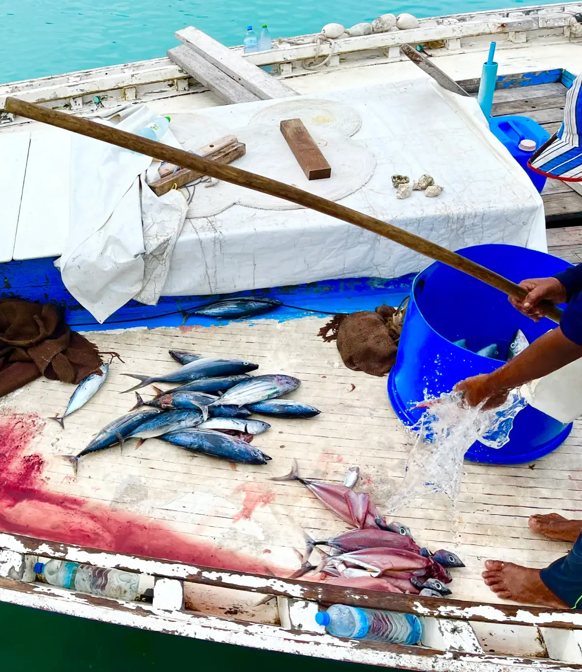 Fischerboot mit frisch gefangenem Fang aus Makrelen und Tintenfischen, Fischer reinigt Fang in blauem Eimer am Holzsteg