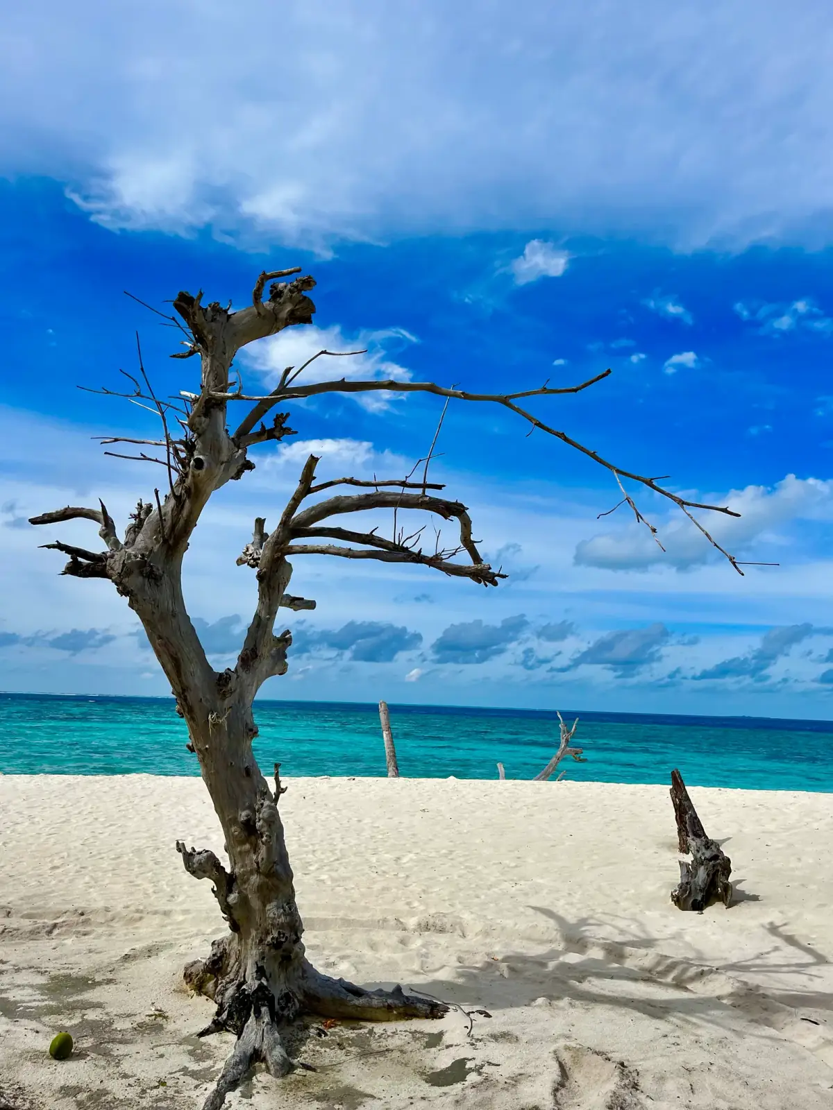Knorriger, kahler Baum mit wenigen Ästen am weißen Sandstrand, türkisfarbenes Meer und blauer Himmel mit weißen Wolken
