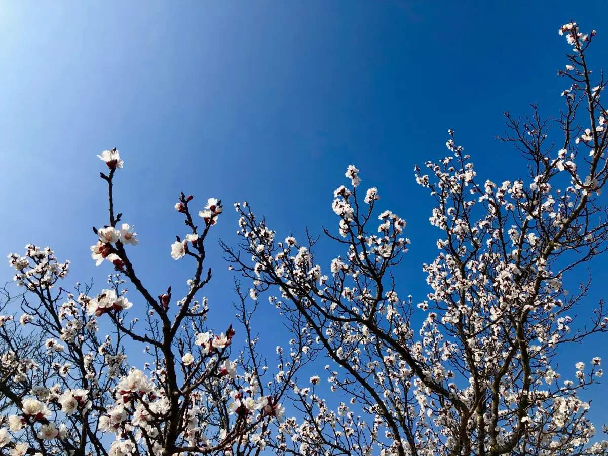 Magnolienblüten in voller Blüte vor tiefblauem Himmel, zarte weiße Blütenkelche an dunklen Ästen