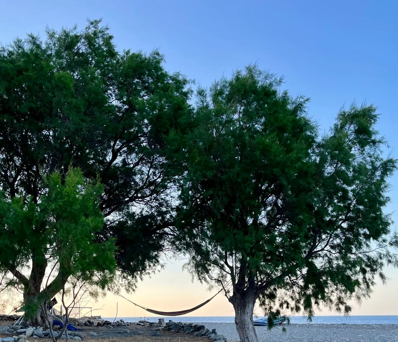 Zwei mächtige Tamarisken-Bäume mit Hängematten am Strand von Sougia, dahinter das Meer und klarer Himmel in Abenddimmering