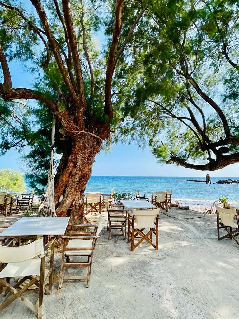 Strandlokal mit altem Baum und Liegestühlen direkt am Meer, kristallklares Wasser und ruhige Strandatmosphäre