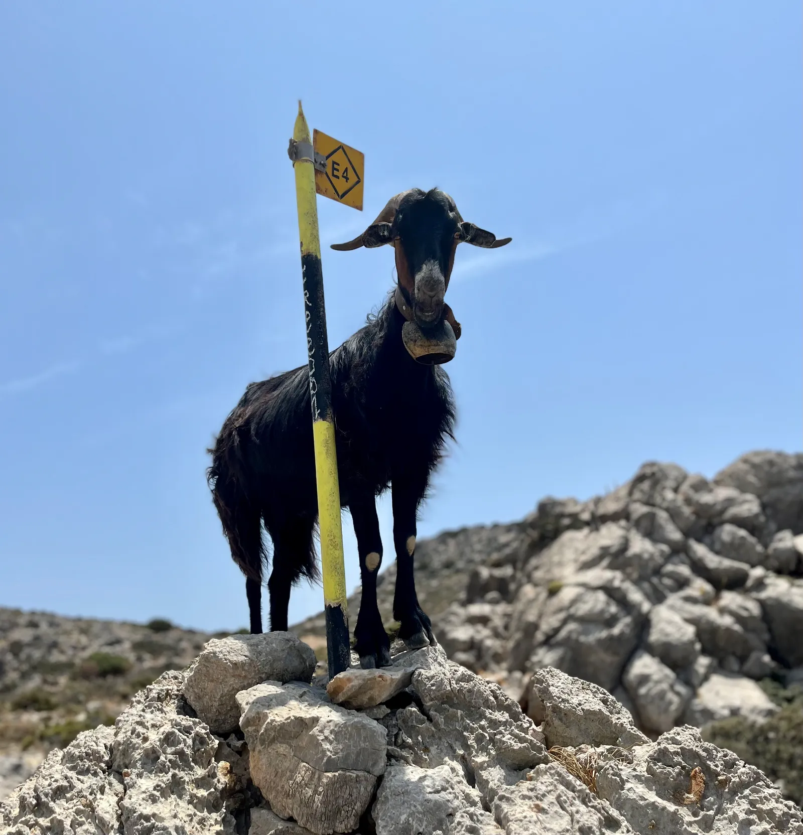 Schwarze Ziege steht auf Felsbrocken vor felsiger Berglandschaft